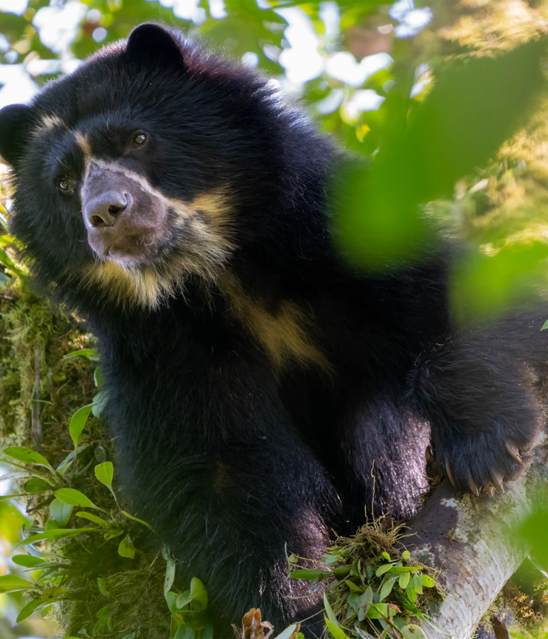 oso
