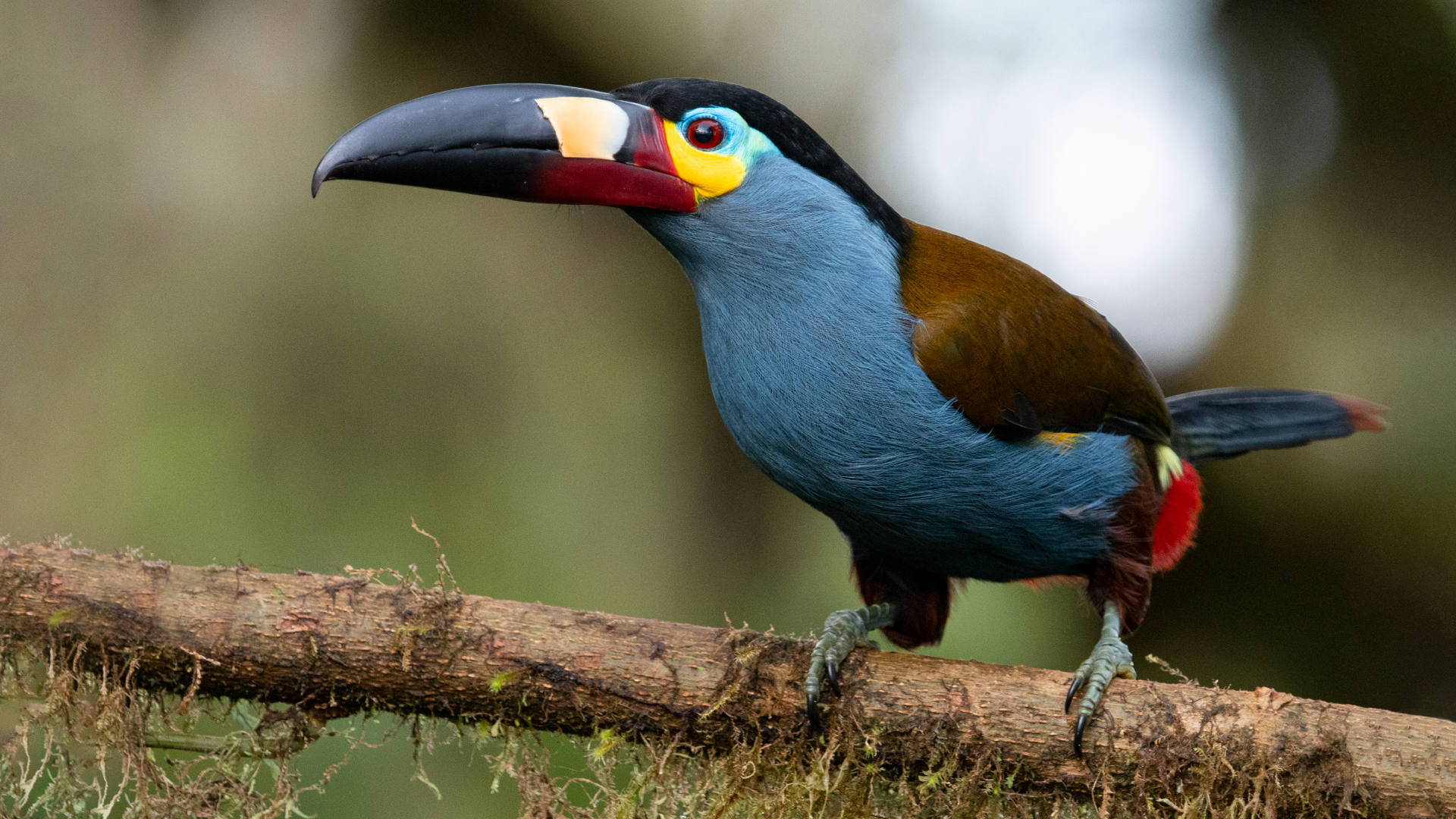 tandayapa tucan