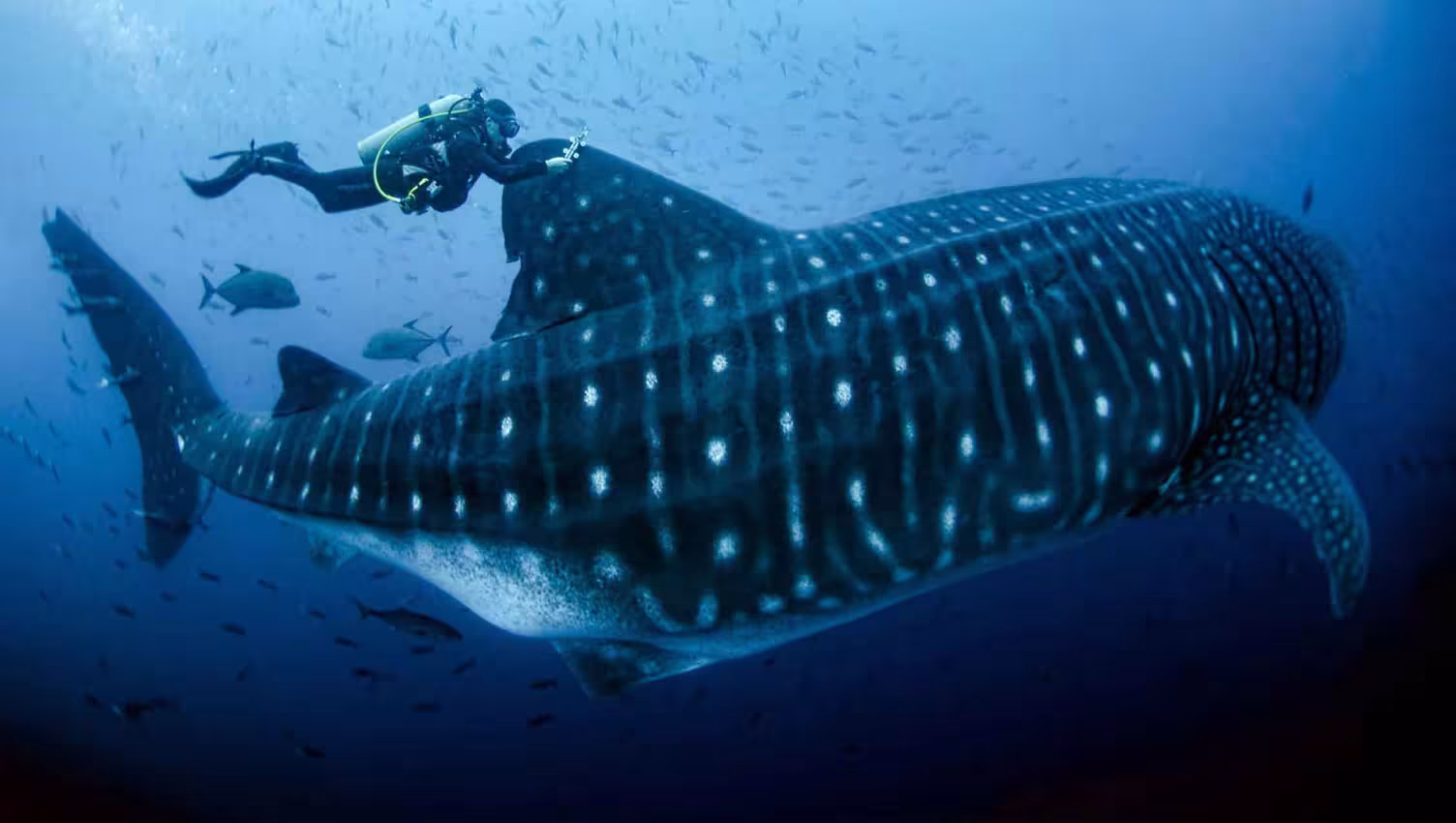 usfq-next-galapagos-elusive-whale-shark