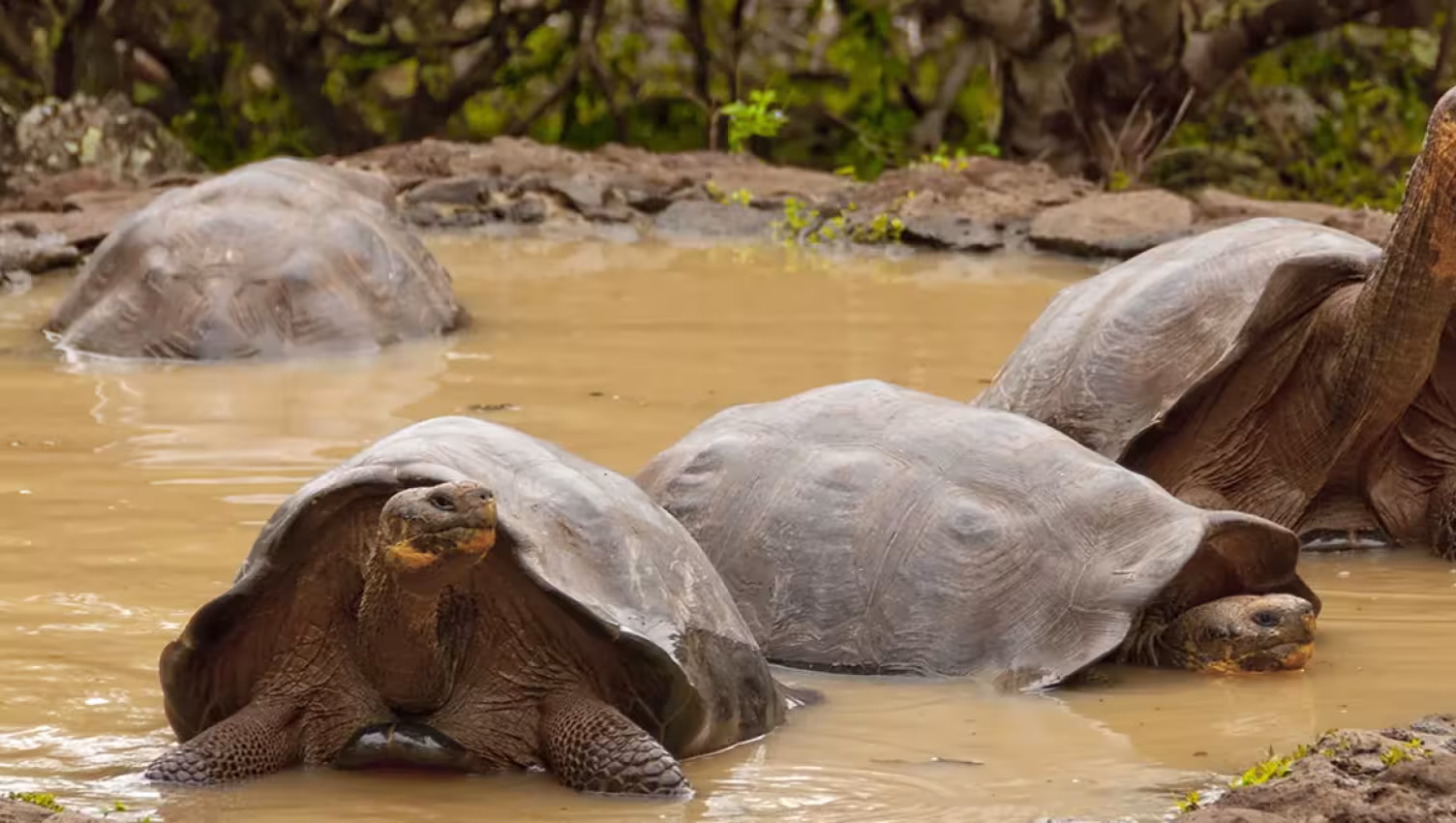tortugas