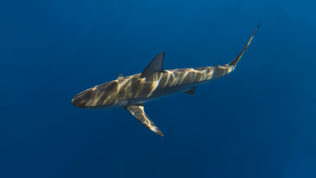 Tiburones: Ciencia y Derecho, ¿están los tiburones protegidos en Ecuador?