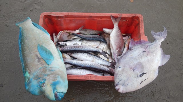  Consumo responsable de peces y mariscos