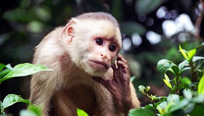 Semana de la Megadiversidad en el país de los primates