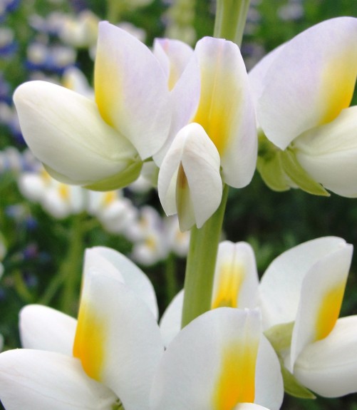 Banner 1 - International Lupin Conference XVII