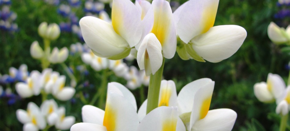 Banner 1 - International Lupin Conference XVII