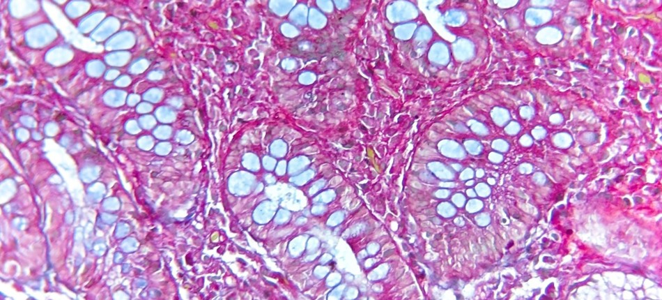 Banner - Taller: Bases Teórico-Prácticas de Histología