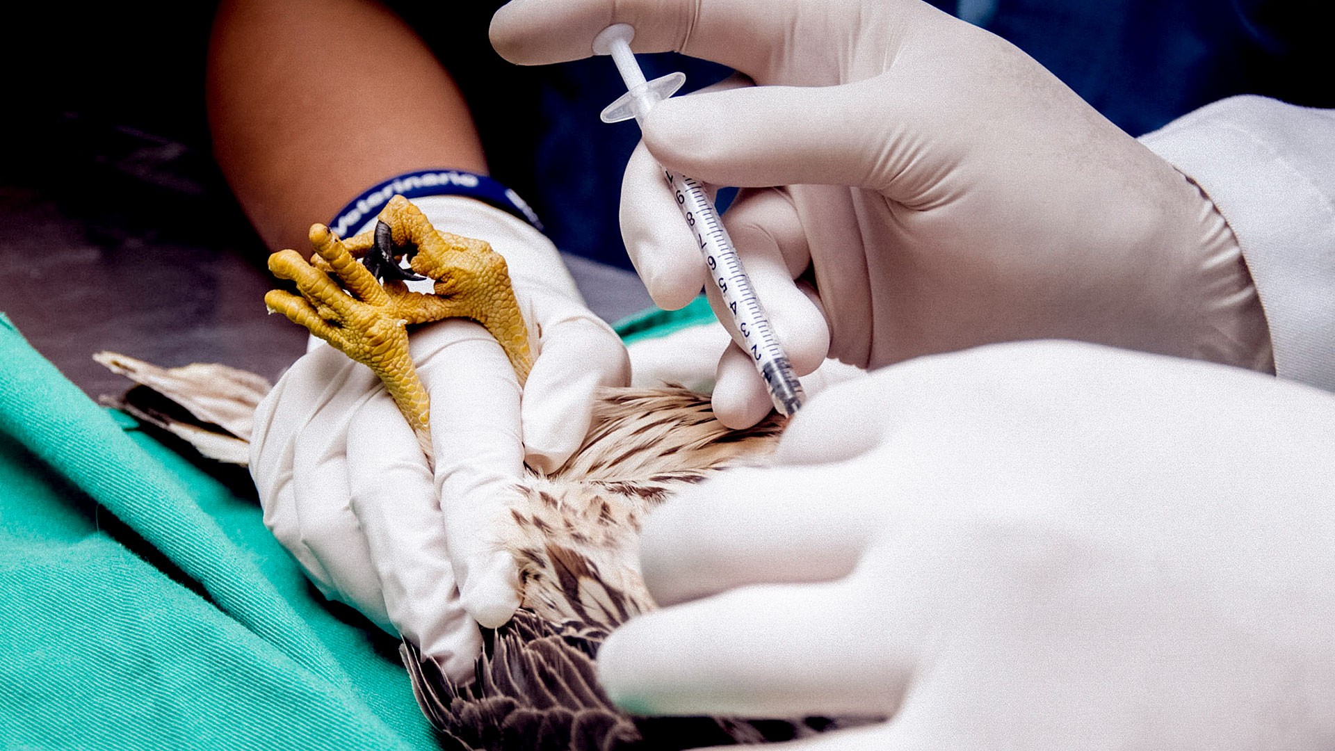 Medicina Veterinaria | Universidad San Francisco de Quito