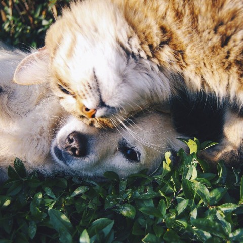 Pet Friendly