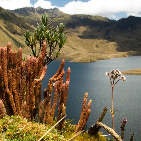 Maestría en Ecología Tropical y Conservación 1