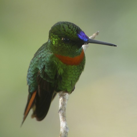 XII Congreso Internacional de Manejo de Fauna Silvestre en la Amazonía y Latinoamérica