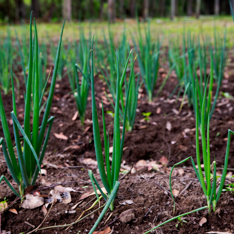 II Simposio en Biotecnología Agrícola y de Alimentos