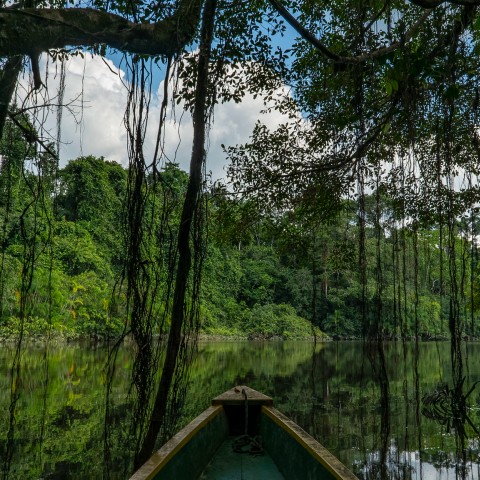amazonas