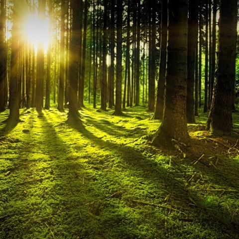 Banner amor naturae 2013