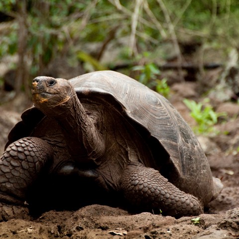 Curso para guías especializados: de aventura en Galápagos