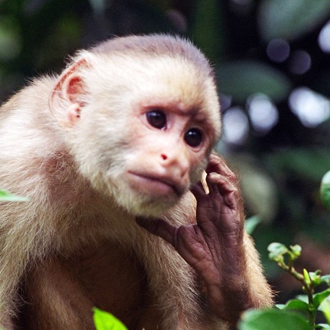 Semana de la Megadiversidad en el país de los primates