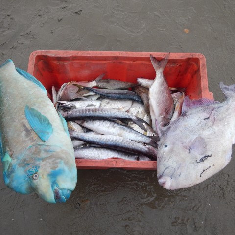 Consumo responsable de peces y mariscos