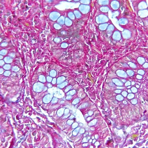 Banner - Taller: Bases Teórico-Prácticas de Histología