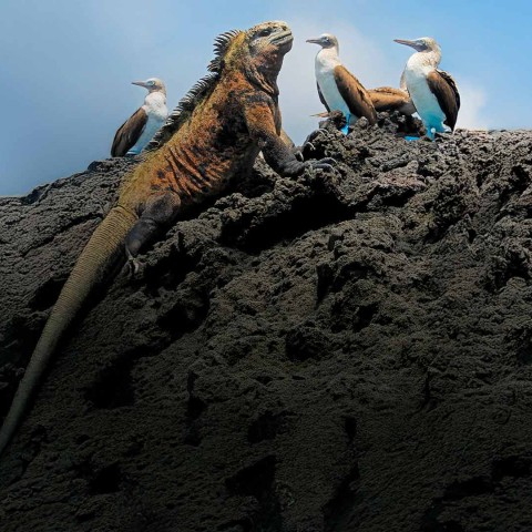 Cursos Modelos Mecanicistas de Nicho Ecológico