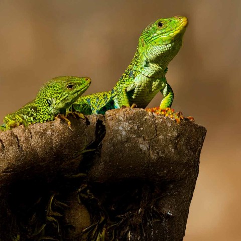 Curso Morfometría Geométrica