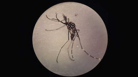 Nuevas estrategias en Galápagos para el mejor monitoreo y control del mosquito Aedes aegypti, principal vector del Dengue, Chikungunya y Zika