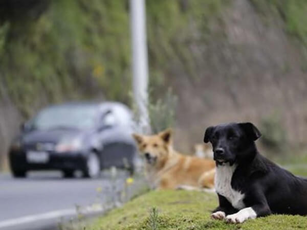 12 propuesta ciudadana para erradicar el abandono de animales de familia 