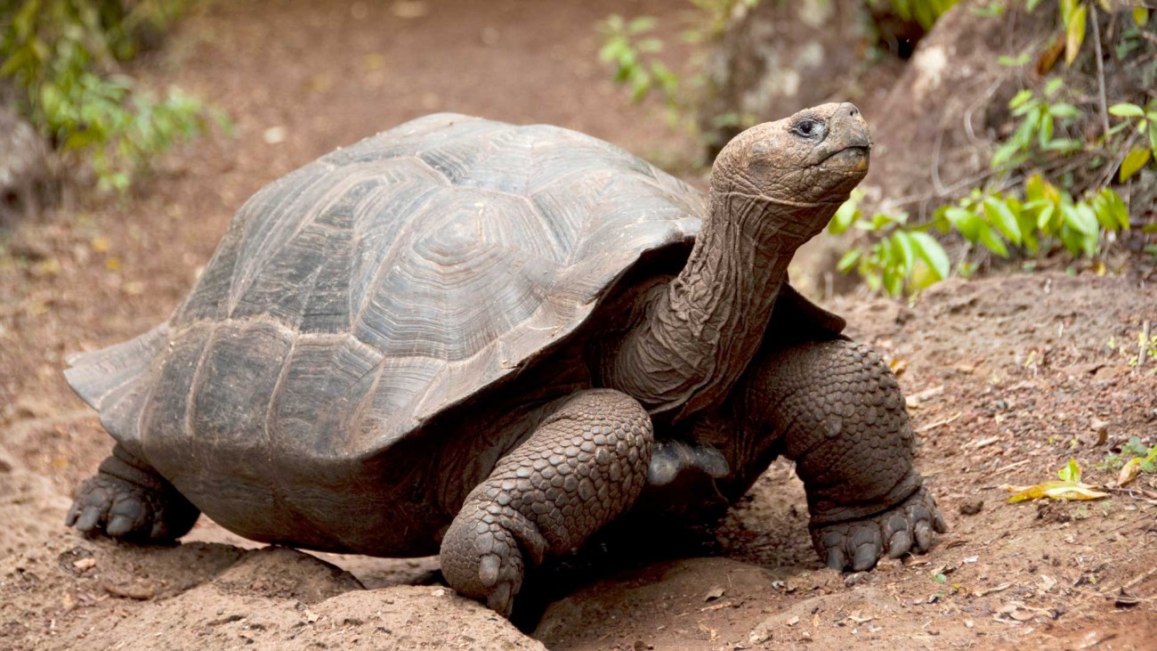 usfq-galapagos-pregrado-gestion-ambiental