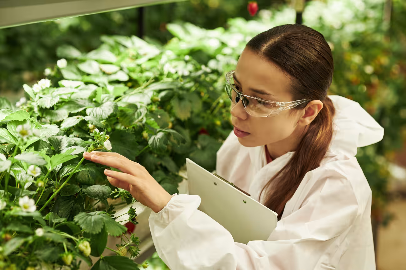 scientist-inspecting-strawberry-plants-in-an-indoo