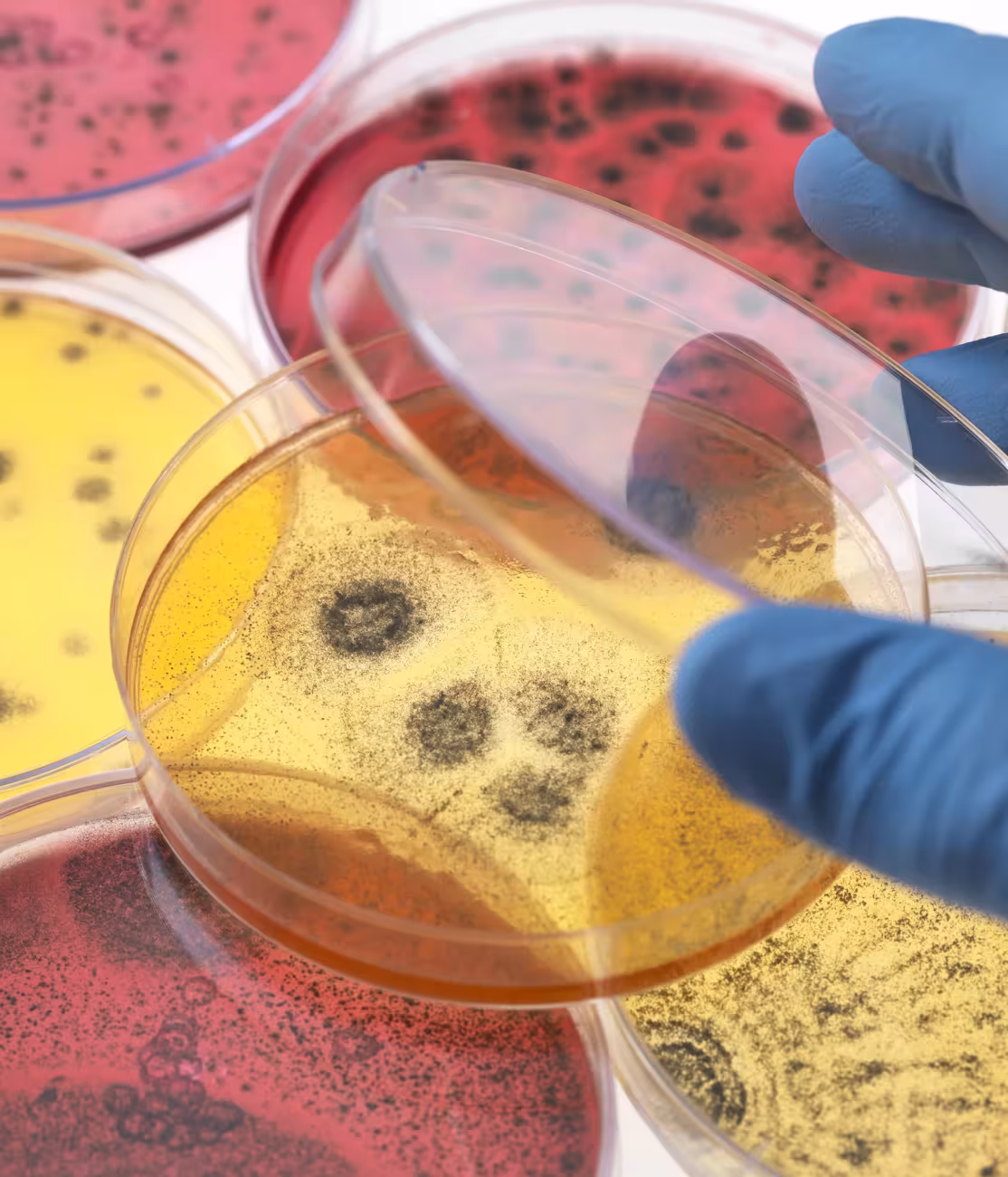 biologia
