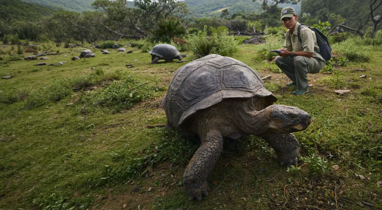 usfq-pregrado-biologia-galapagos-santa-cruz-estudio-tortugas2