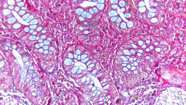 Banner - Taller: Bases Teórico-Prácticas de Histología