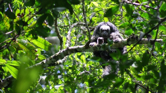 Maestría en Ecología Tropical y Conservación 7
