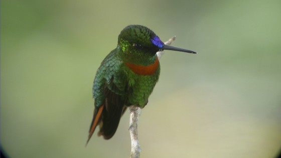 XII Congreso Internacional de Manejo de Fauna Silvestre en la Amazonía y Latinoamérica