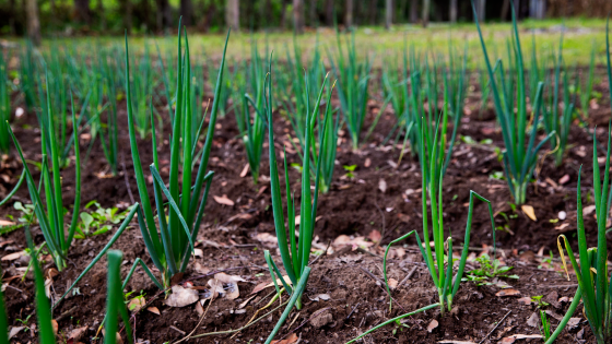 II Simposio en Biotecnología Agrícola y de Alimentos