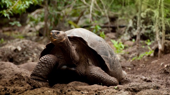 Curso para guías especializados: de aventura en Galápagos