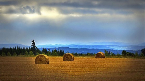 Banner simposio internacional de pastos y forrajes