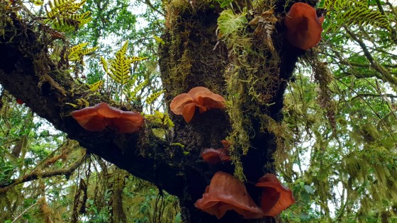 4th Plant Microbiome Symposium 2023