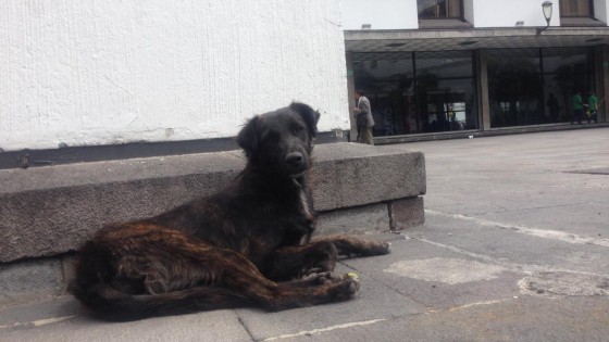 Perros abandonados2