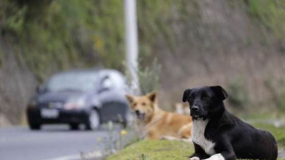 Perros abandonados9