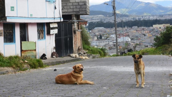 Perros abandonados