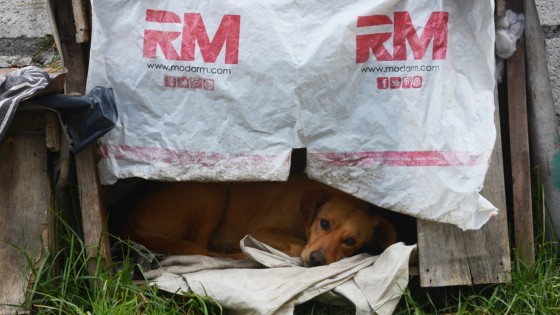 Perros abandonados