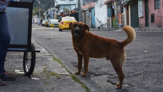 Perros abandonados3