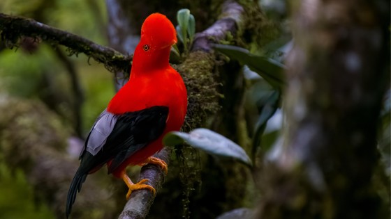 congreso-aves