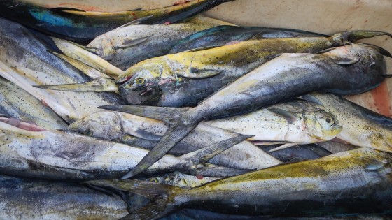  Consumo responsable de peces y mariscos 1
