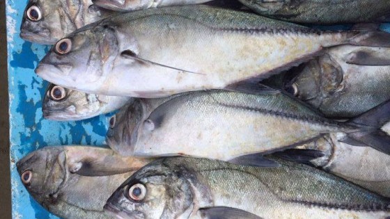  Consumo responsable de peces y mariscos 7