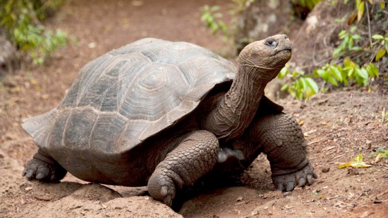 usfq-galapagos-pregrado-gestion-ambiental