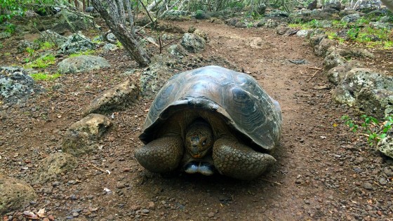 Galapagos Islands - Photo 1