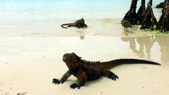 Galapagos Islands - Photo 5