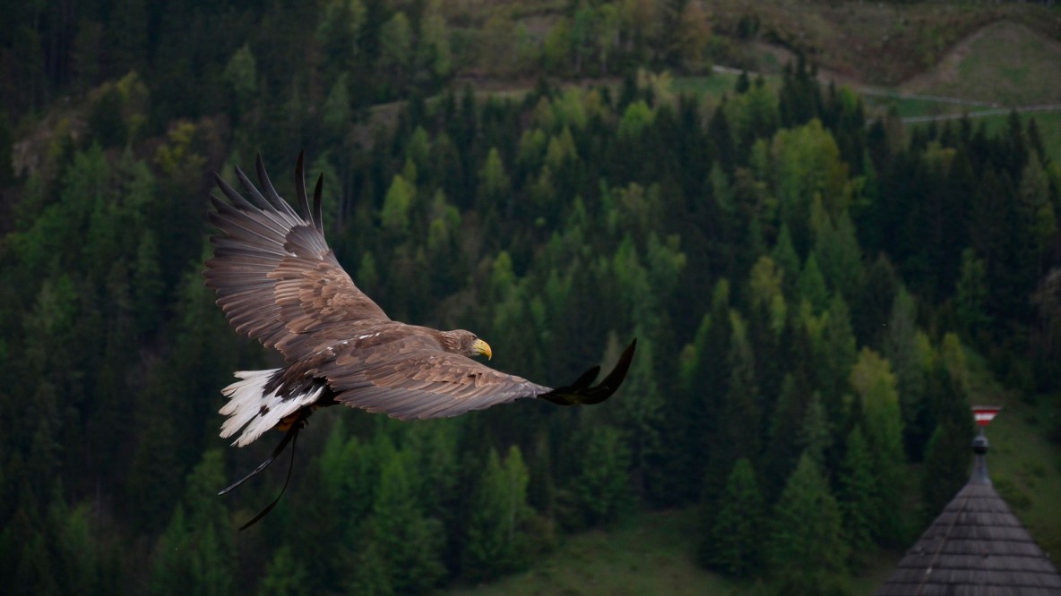 Banner Semana de la Libertad