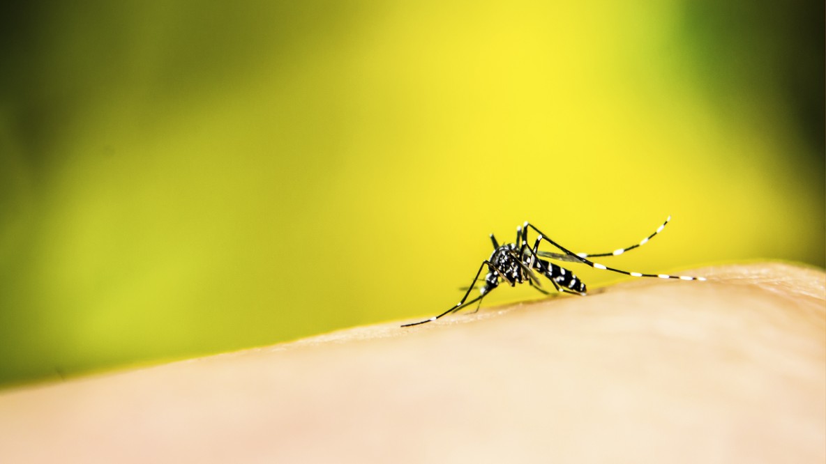 Seminario de Avances en Investigación de Dengue y Malaria