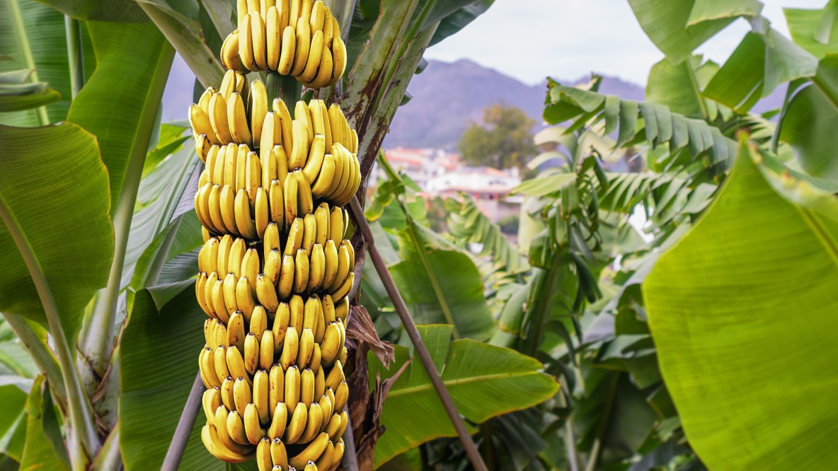 Beneficios y falencias de los precios mínimos de sustentación en la industria bananera